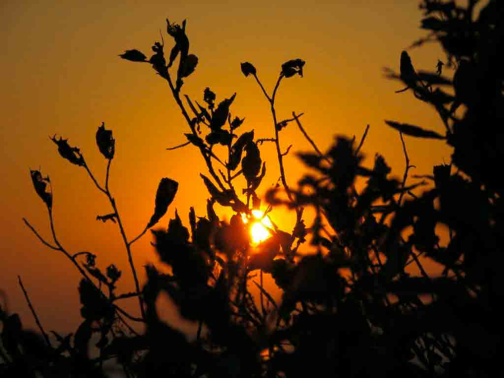 Photo of sunset through weeds